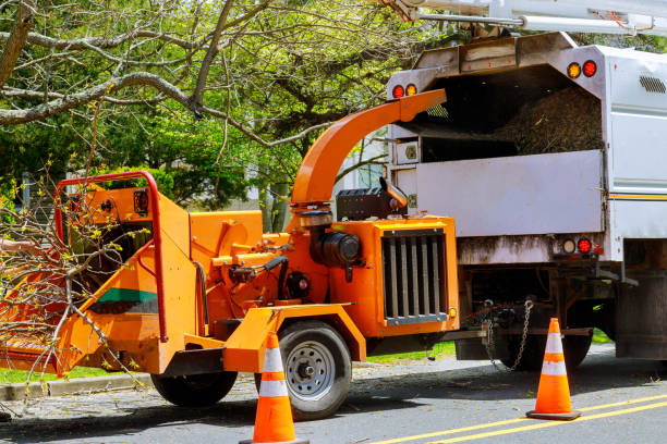 How Our Tree Care Process Works  in  Spanish Fork, UT